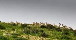 Kirthar-National-Park