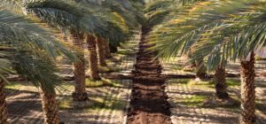 Panjgur-City-of-dates-Balochistan-Pakistan.