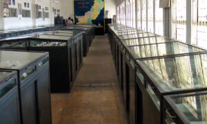 Quetta-museum