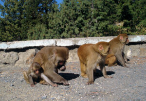  Bandar-point-Murree