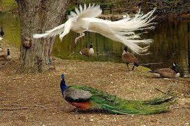 Peacocks-in-the-Bahawalpur-zoo