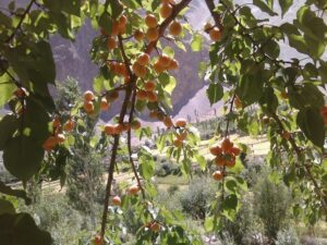  Apricot-trees-in-Booni-KPK-Chitral.