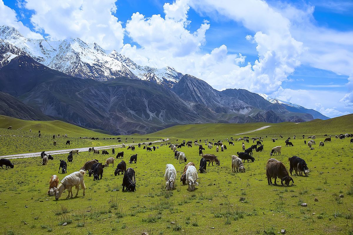 Meadows_of_Chitral_Gol_National_Park-KPK