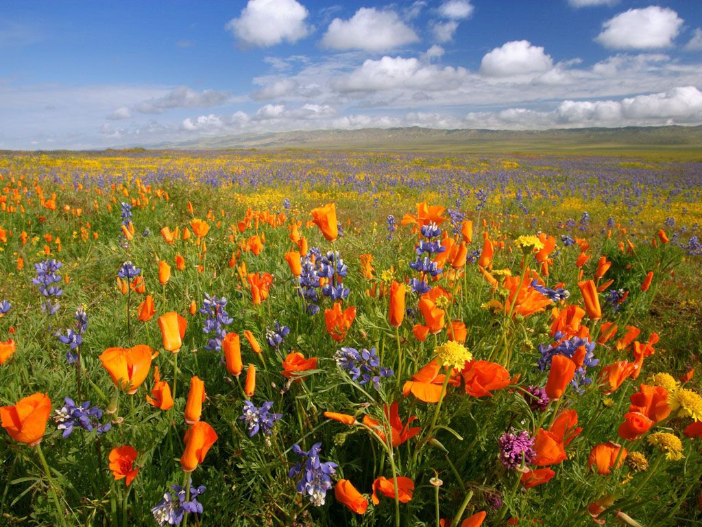  deosai-national-park-gilgit-baltistan