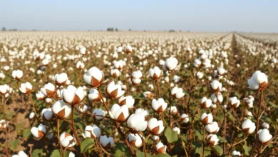 Cotton cultivation in Pakistan