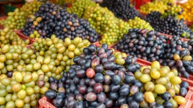 Grapes season in Pakistan