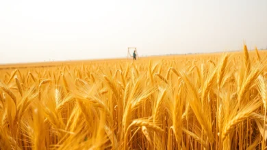Wheat cultivation in Pakistan